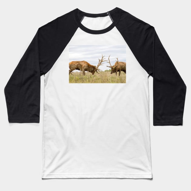 North American Wildlife - Bull Elk Facing Off Baseball T-Shirt by 3QuartersToday